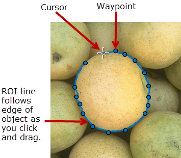 Assisted Freehand ROI tracing the edge of an object between selected waypoints.