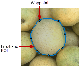 Freehand ROI tracing the edge of an object in an image.