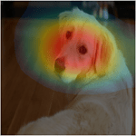 Example visualization of CAM heat map on an image of a dog. The map highlights the head of the dog.