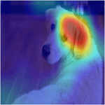 Example visualization of Grad-CAM heat map on an image of a dog. The map highlights the ear of the dog.